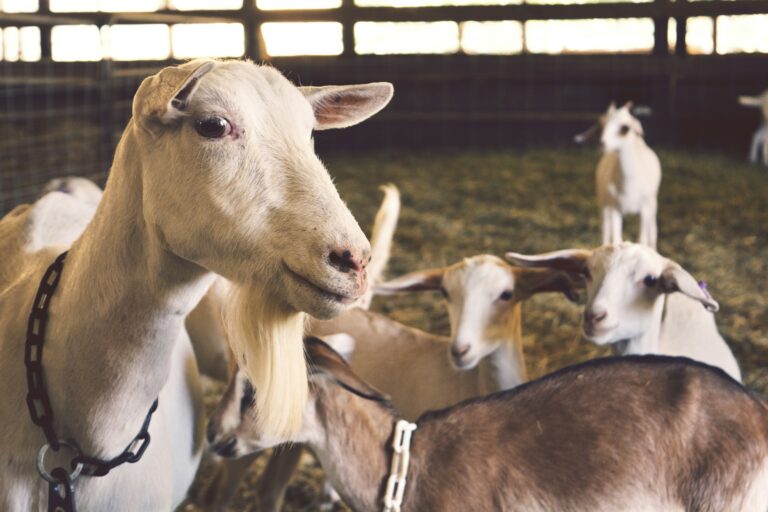 Dreams About Goats – Meaning And Interpretation