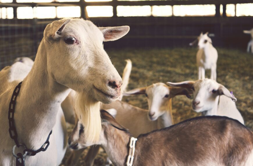 Dreams About Goats – Meaning And Interpretation